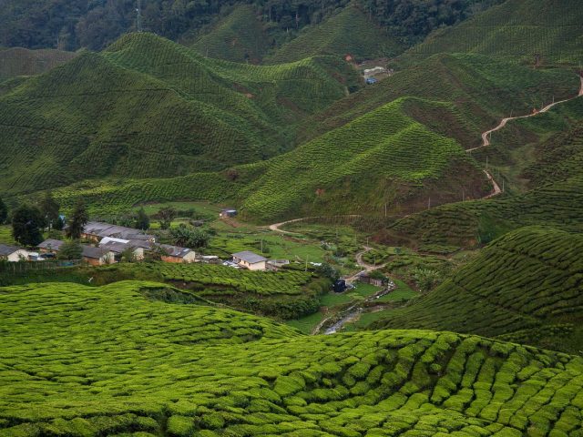 BOH Tea Plantation, Cameron Highlands, Pahang, Malaysia