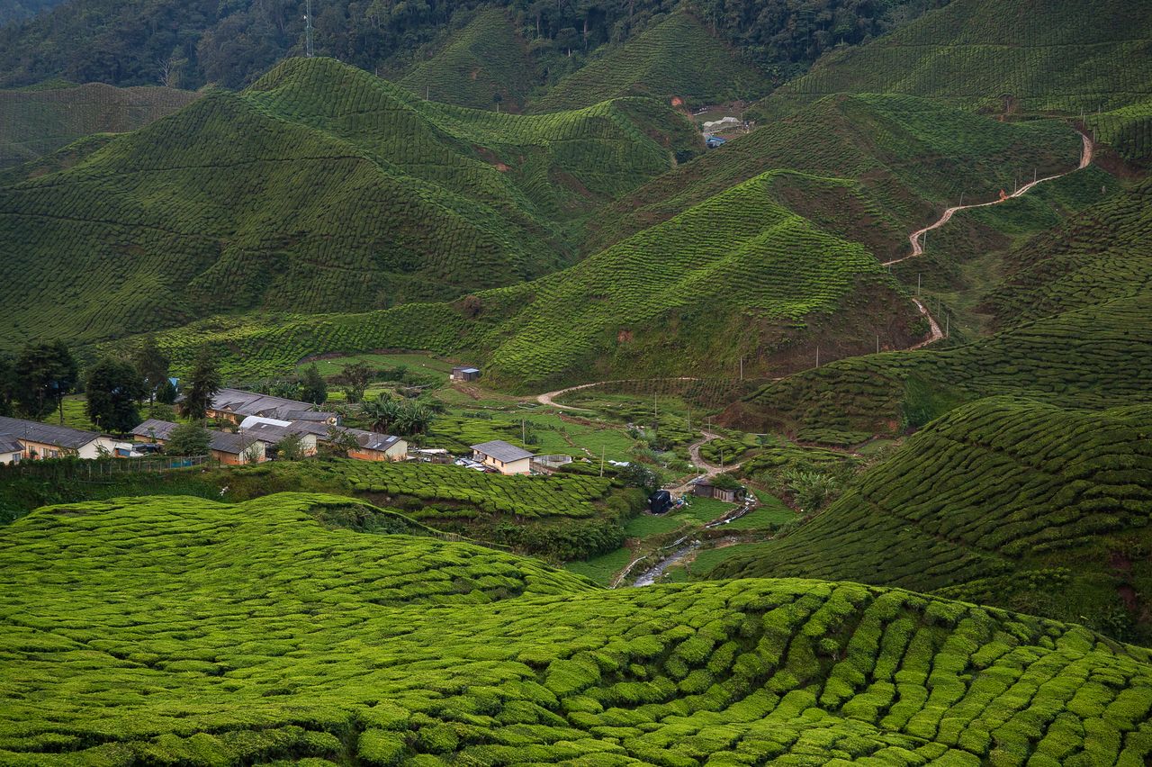 BOH Tea Plantation, Cameron Highlands, Pahang, Malaysia
