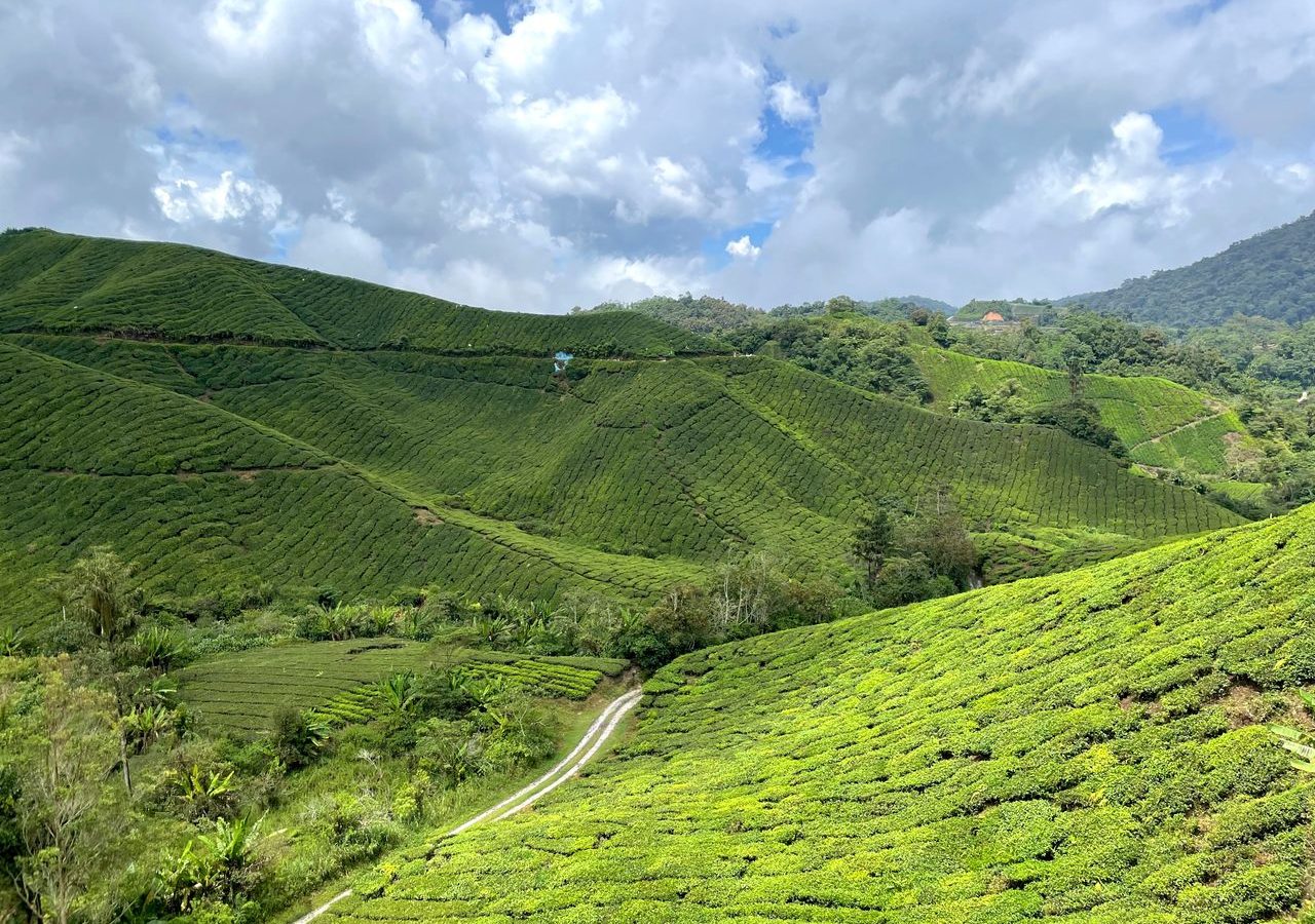 Cameron Highlands, Pahang, Malaysia