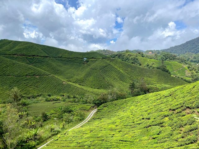 Cameron Highlands, Pahang, Malaysia