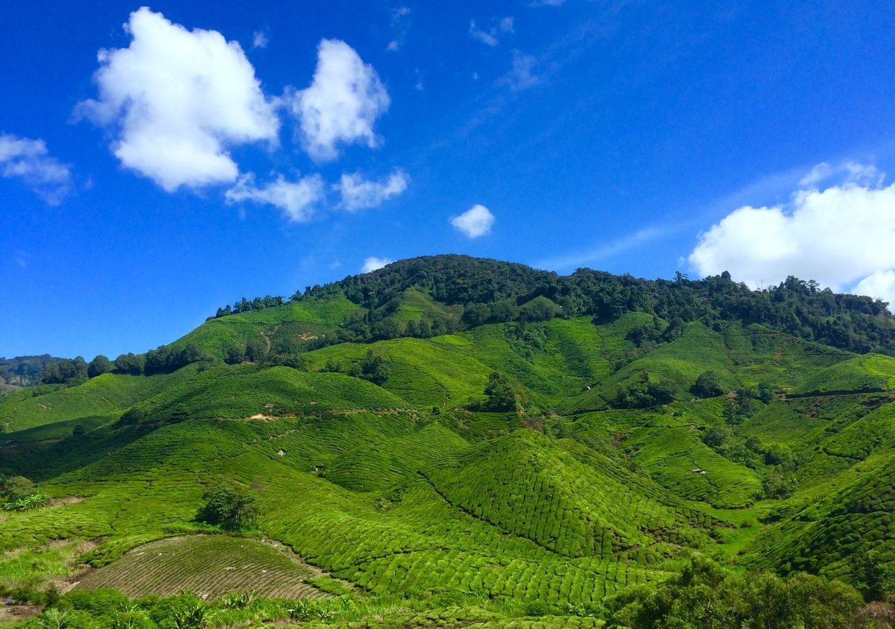 Cameron Highlands Strawberry Farms, Cameron Highlands, Pahang, Malaysia