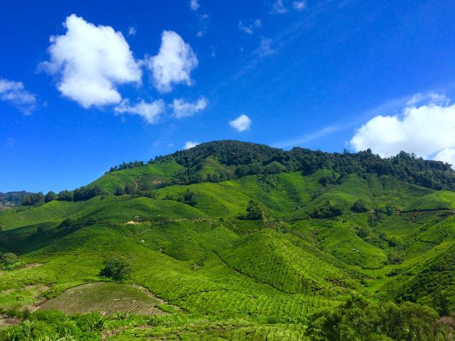 Cameron Highlands Strawberry Farms, Cameron Highlands, Pahang, Malaysia