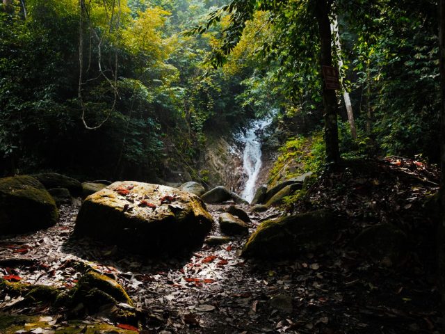 Mossy Forest, Cameron Highlands, Pahang, Malaysia