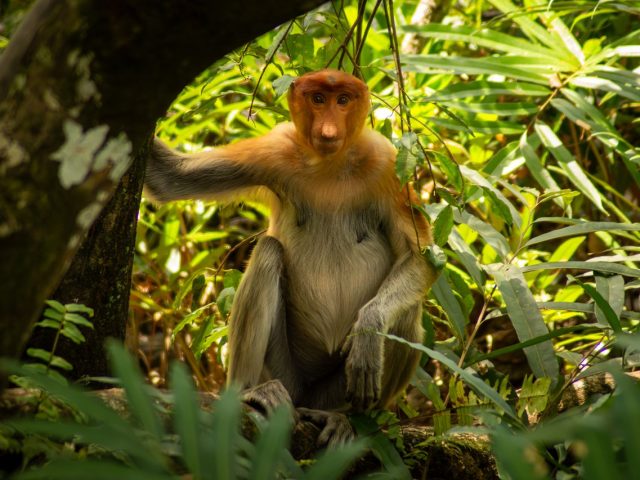 Sandakan, Sabah, Malaysia