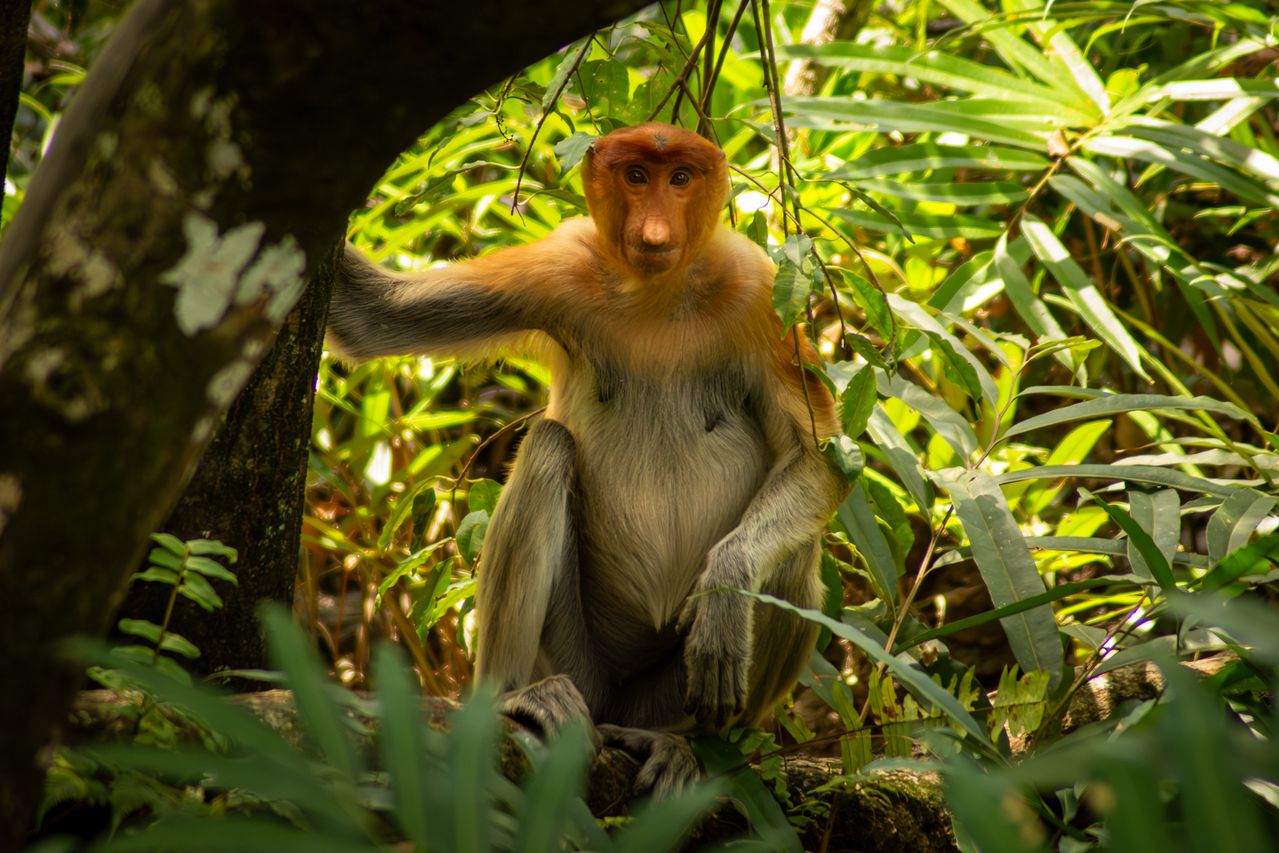 Sandakan, Sabah, Malaysia