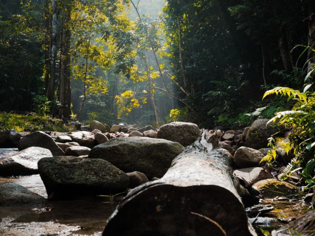 Semenggoh Nature Reserve, Kuching, Sarawak, Malaysia