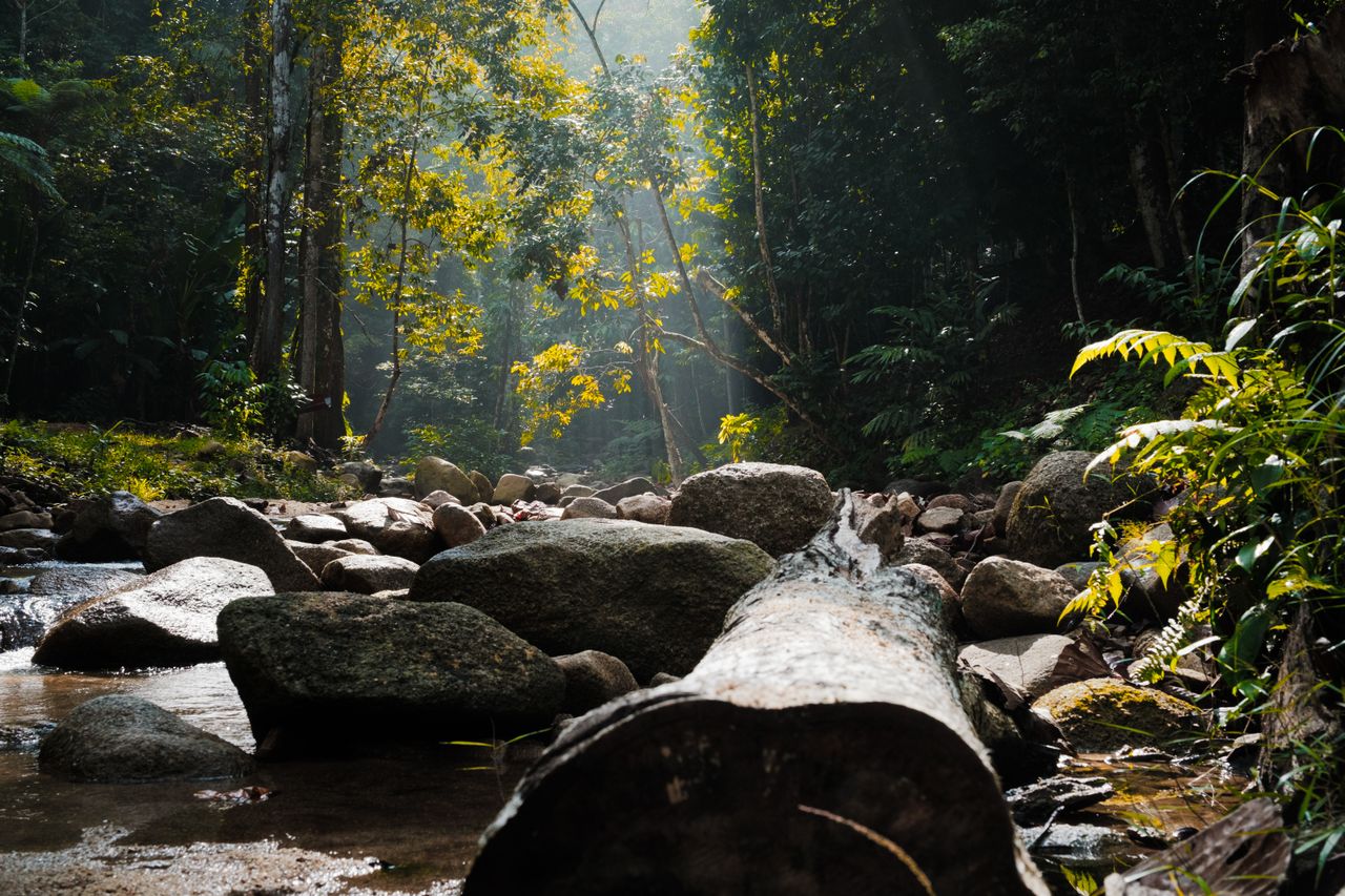 Semenggoh Nature Reserve, Kuching, Sarawak, Malaysia