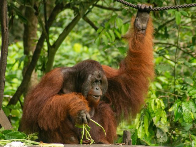 Sepilok Orangutan Centre, Sandakan, Sabah, Malaysia
