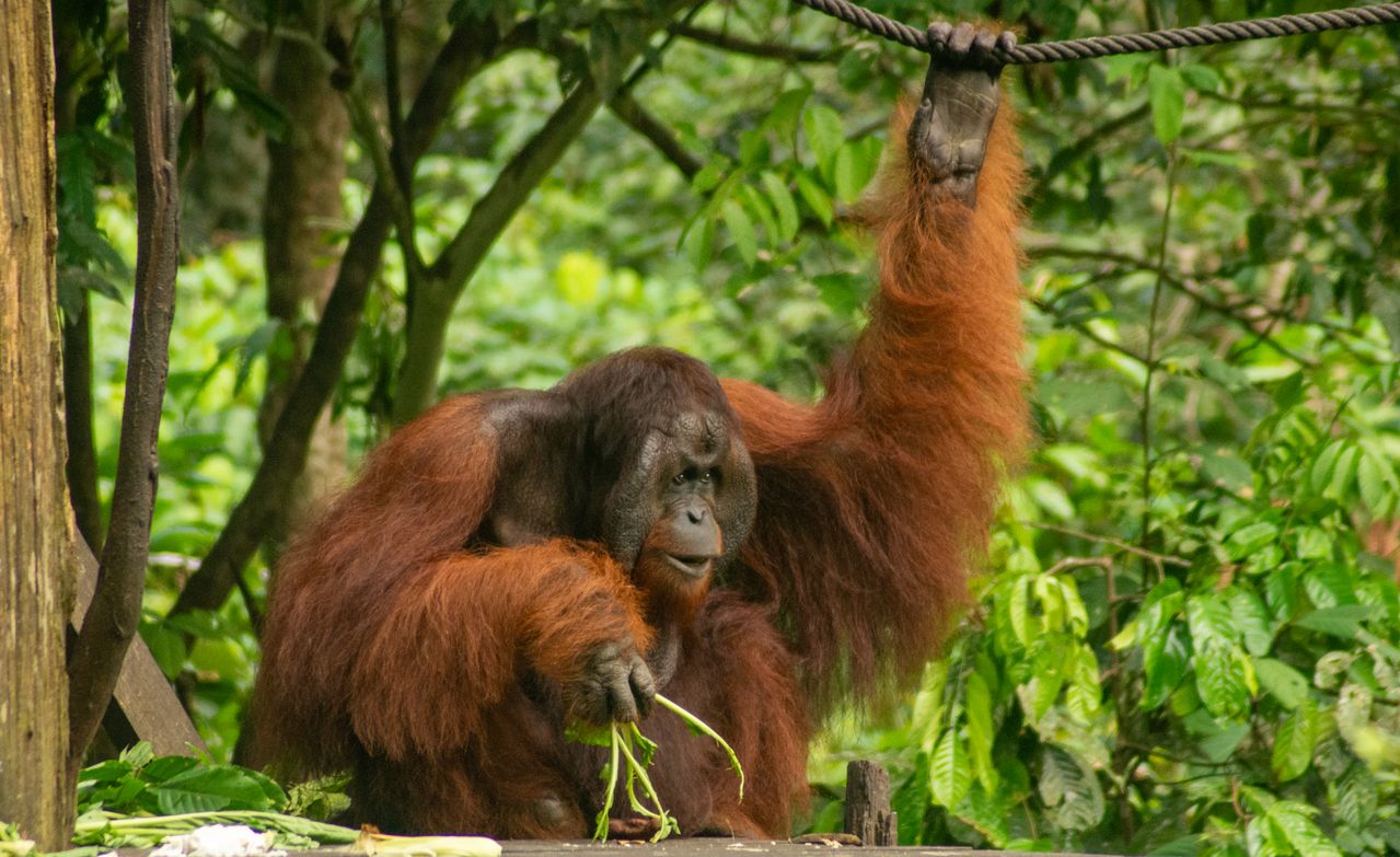 Sepilok Orangutan Centre, Sandakan, Sabah, Malaysia